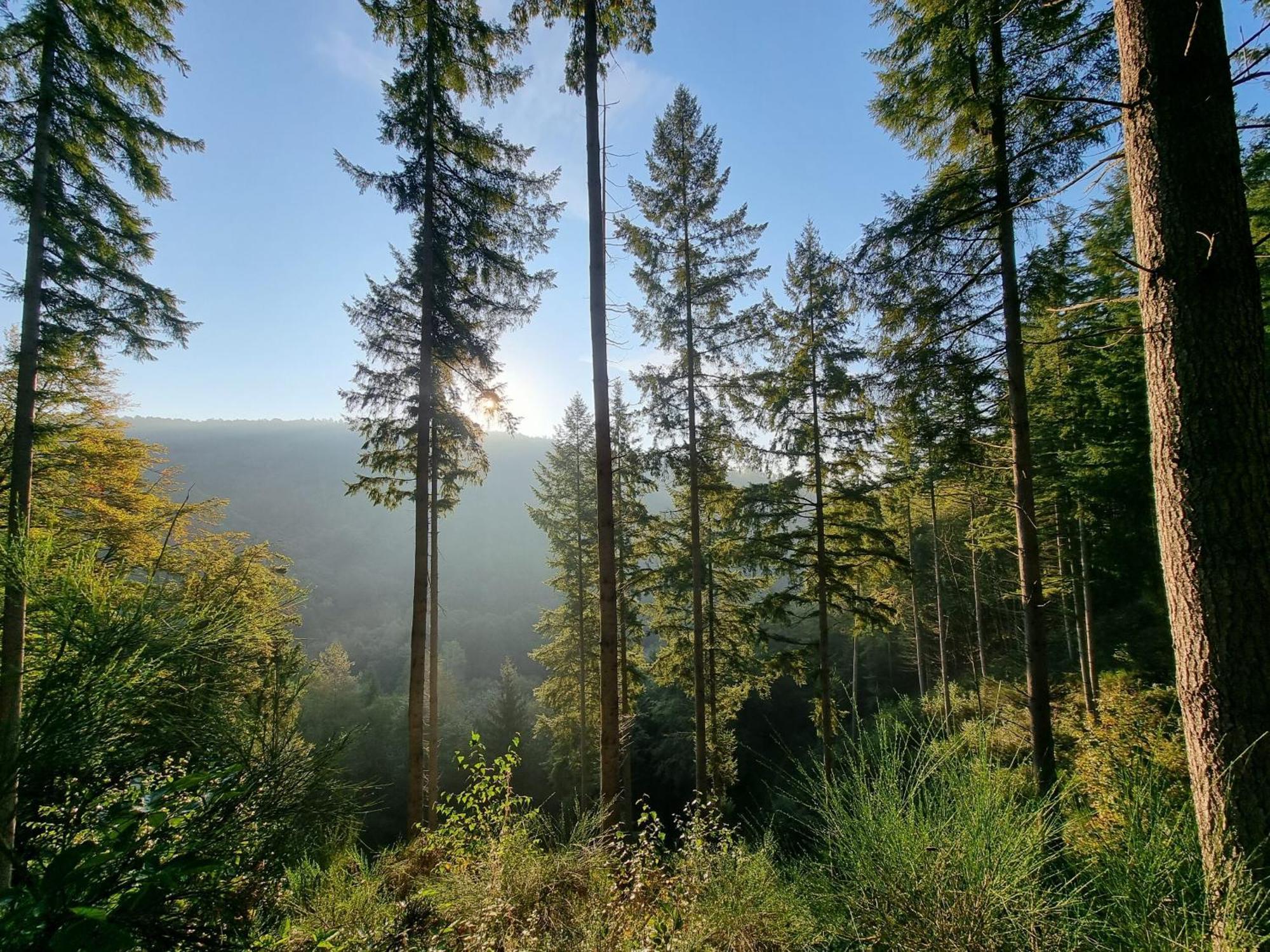 Pfalztraum Fewo'S Bruchweiler-Barenbach Екстер'єр фото